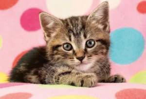 Schmidt Puzzle 100pcs - Cute Sweet Kitten (56249)